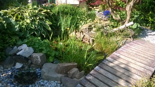 widok na oczko wodne