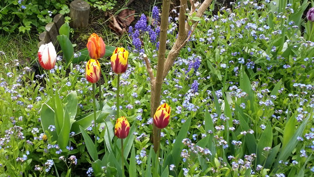 Wiosenna rabata: niezapominajki, szafirki i tulipany - cebulki przywiózł mój syn z Holandii.