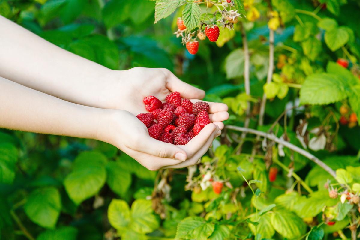 Właściwości lecznicze malin są znane w naszej kulturze od niepamiętnych czasów. Przetworzone, pod postacią soku czy dżemu potrafią pomóc w walce z przeziębieniem czy zapaleniem. (zdj.: Adobe Stock)
