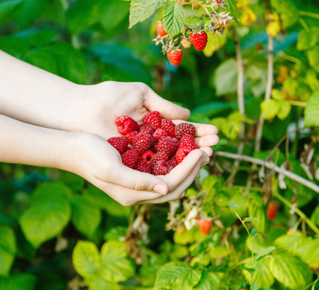 Właściwości lecznicze malin są znane w naszej kulturze od niepamiętnych czasów. Przetworzone, pod postacią soku czy dżemu potrafią pomóc w walce z przeziębieniem czy zapaleniem. (zdj.: Adobe Stock)