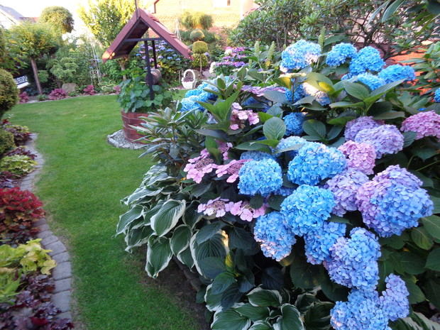 Wschodnia część ogrodu w hortensjowych zurawkowych obrazach