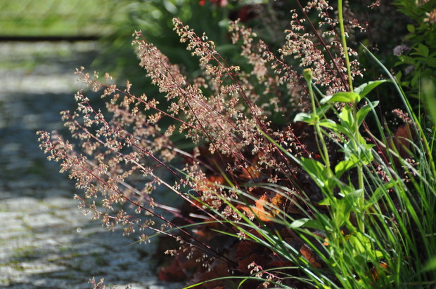 Wspaniale kwitnąca żurawka jest doskonała do suchych bukietów.