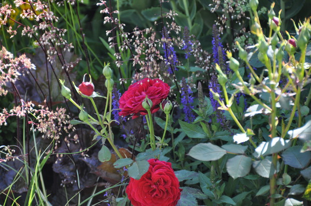 Wśród różnych roślin róża czuje się wspaniale ....