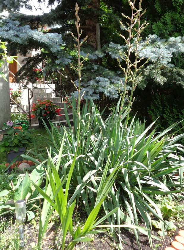 Yuka już niebawem zakwitnie. 