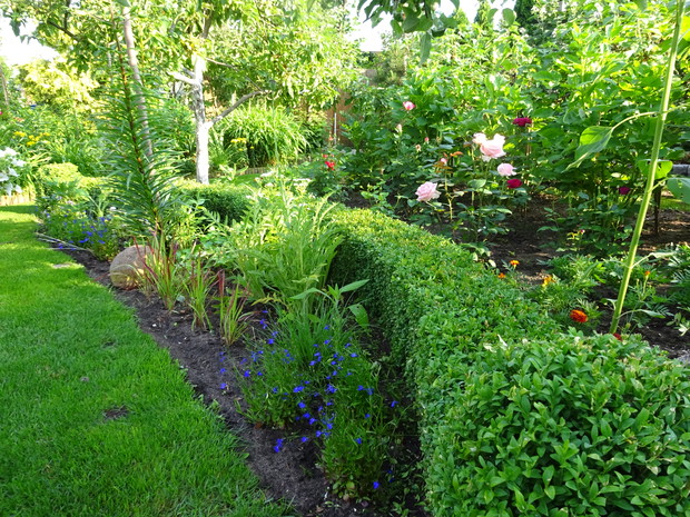 Za bukszpanowym płotkiem posadziłam w tym roku kilka róż wielkokwiatowych.