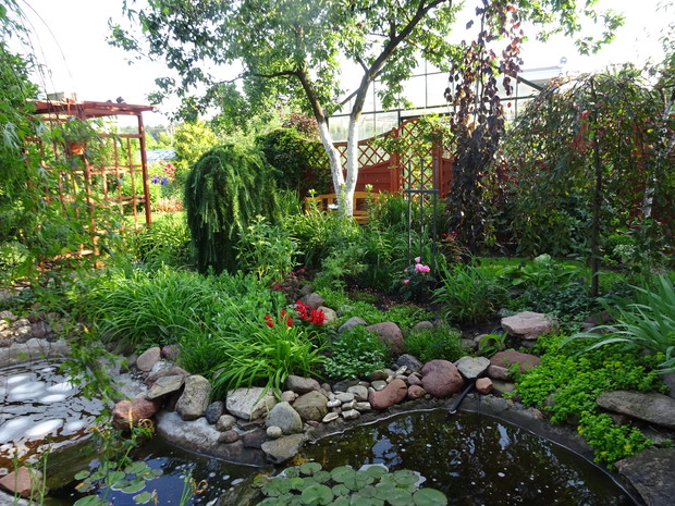 Za oczkiem buk o bordowych liściach, modrzew a nad nimi śliwa renkloda.