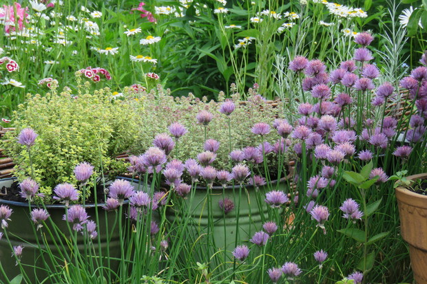 Zakątek z ziołami.