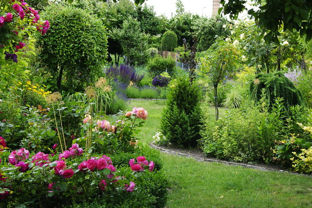 Zapraszam na moją działeczkę, czerwiec to czas róż.