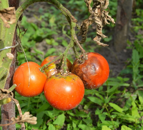 Zaraza ziemniaka powodowana jest przez organizm grzybopodobny (Phytophthora infestans) (zdj.: Fotolia.com)