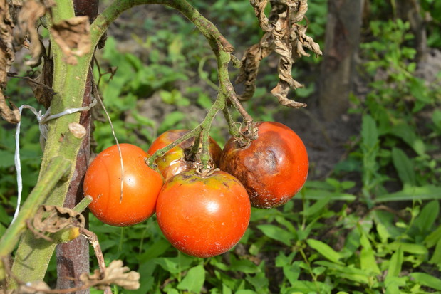 Zaraza ziemniaka powodowana jest przez organizm grzybopodobny (Phytophthora infestans) (zdj.: Fotolia.com)