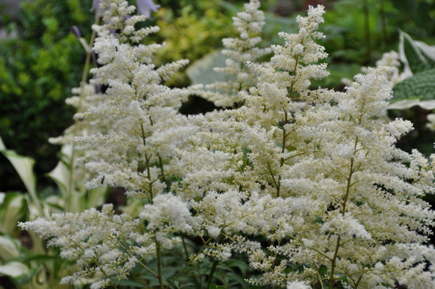 znowu tawułka - tym razem biała - doskonale rozjaśnia zacieniony kąt w ogrodzie.