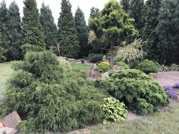 żółto-zielona tuja  wraz z innymi iglakami