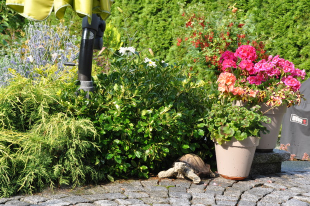 Żółw jako pamiątka z wycieczki stanowi dodatek do ogrodu :)