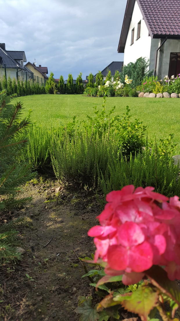 Zza młodych wrzosów i własnoręcznie wyhodowanych bukszpanów widok na inną kwiatową część ogrodu