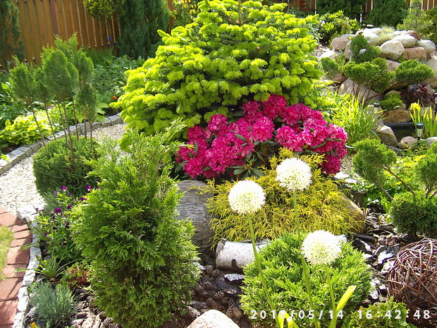 A tu białe i różanecznik