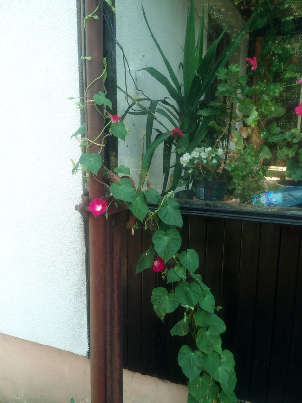 Ale to pnącze się pnie...