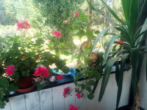 Altanka z kwiatami? Czemu nie i to z szybą , przez którą widać ogród. Nic tylko się relaksować.