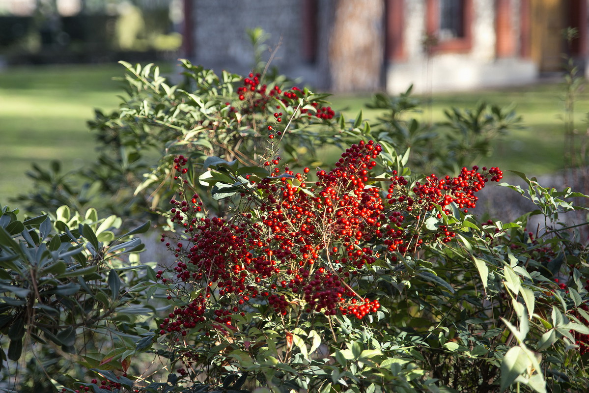 Aukuba japońska (aucuba japonica) charakteryzuje się podłużnymi, jasno nakrapianymi liśćmi oraz przypominającymi jarzębinę owocami. (zdj.: Adobe Stock)