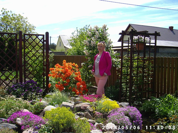 Azalia, bez, różanecznik