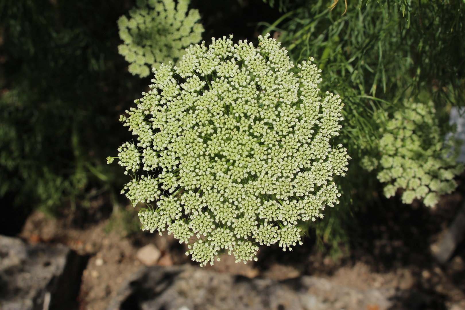 Baldachy kwiatowe aminka egipskiego (ammi visnaga) - osiągającej do 50 centymetrów wysokości rośliny, przypominającej koper włoski. (zdj.: Adobe Stock)