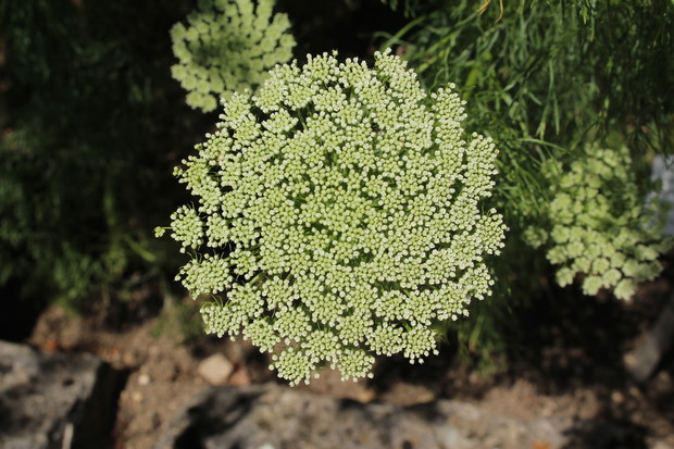 Baldachy kwiatowe aminka egipskiego (ammi visnaga) - osiągającej do 50 centymetrów wysokości rośliny, przypominającej koper włoski. (zdj.: Adobe Stock)