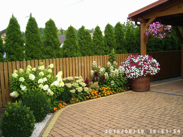 Beczka pełna surfinii a tylko trzy sadzonki