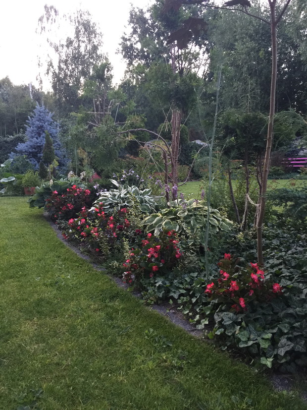 BEGONIE ROZMAWIAJĄCE Z NIEBEM