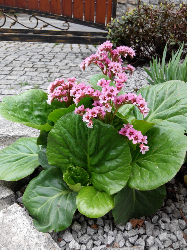 Bergenia. 