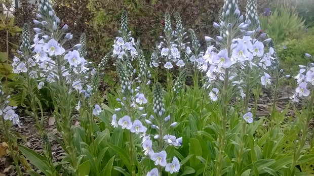 
Błękitne " oczka" przetacznika.
