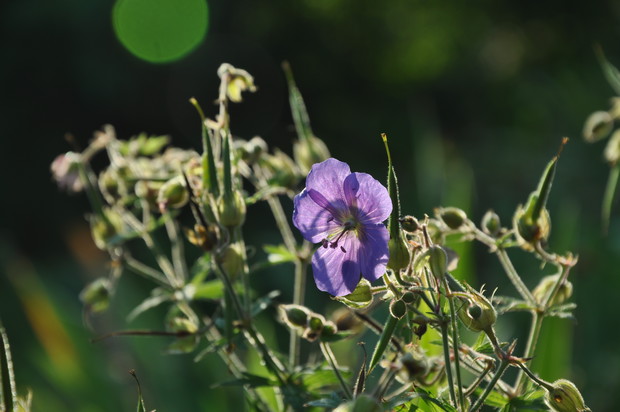 Bodziszek, niby zwykły kwiatek, spotykany na polach i przeniesiony do ogródka kwiatowego ale blasku porannego słońca cóż tworzy oryginalny widok, aksamitne płatki i urocze pręciki wręcz przyciągają wzrok, nie można przejść obojętnie.