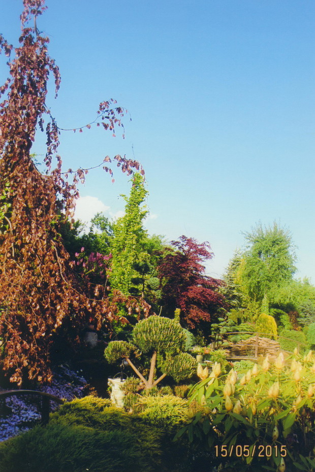 Buki są najpiękniejsze wiosną.