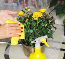 Chcąc uniknąć osadzania się nalotu, zalecamy nawadnianie rośliny dostosowane do jej potrzeb oraz regularne przecieranie jej liści wilgotną ścierką. (zdj.: Adobe Stock)