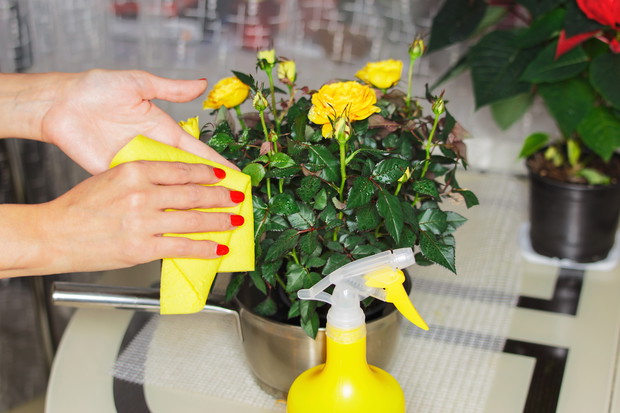 Chcąc uniknąć osadzania się nalotu, zalecamy nawadnianie rośliny dostosowane do jej potrzeb oraz regularne przecieranie jej liści wilgotną ścierką. (zdj.: Adobe Stock)