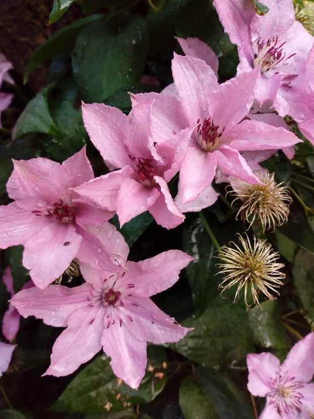 Clematis