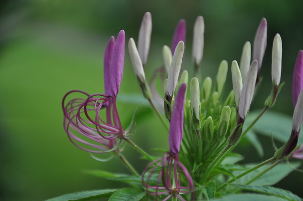 Cosmo wysiane i posadzenie przeze mnie, nie spodziewałam się tak cudnych kwiatów...delikatnie budzą się do życia, rozwijają powoli i z każdą swoją odsłoną ukazują swoje piękno i powodują zachwyt...