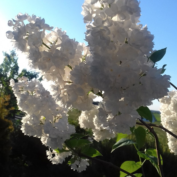 Cudowna odmiana Lilaka pospolitego " Krasawica Maskwy"