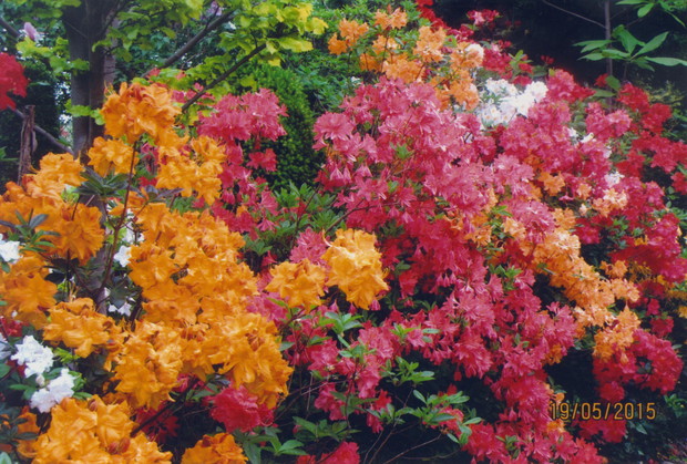 Cudownie kwitnące azalie każdego roku.