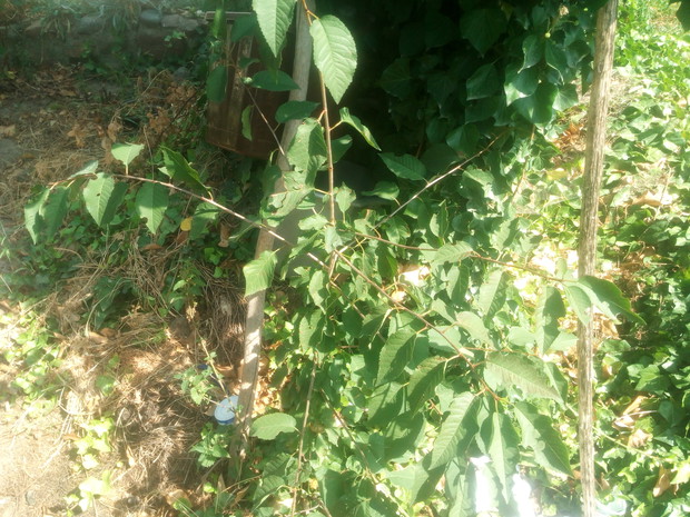 Czereśnia to ogromne drzewko, ale dzięki pielęgnacji rośnie ona na boki.