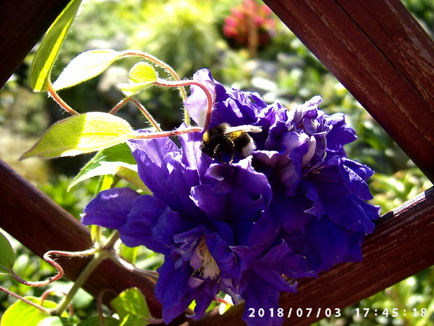 Częsty widok w moim ogrodzie