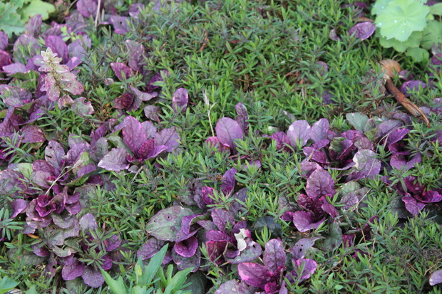 Dąbrówka rozłogowa " Burgundy Glow"