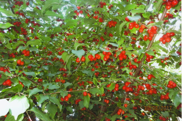 Derenie wspaniale owocują zapylane przez pszczoły. 