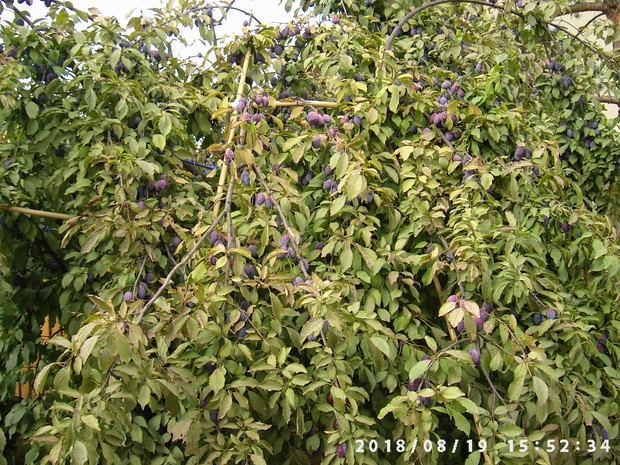 Dojrzewające śliwki