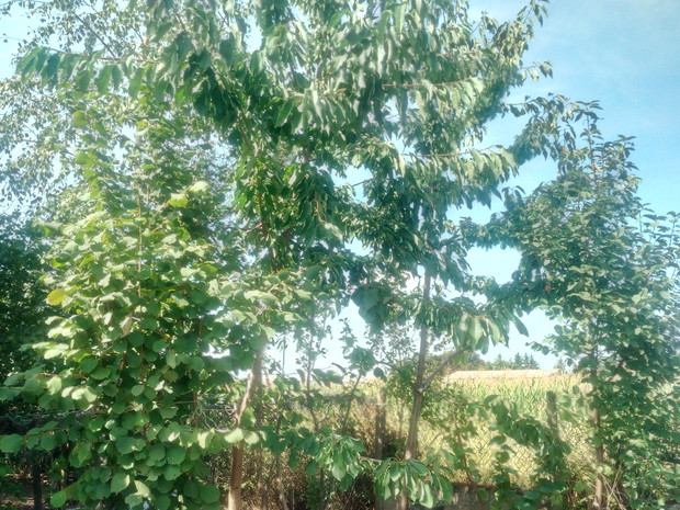 Drzewka owocowe... Nie długo owoce.