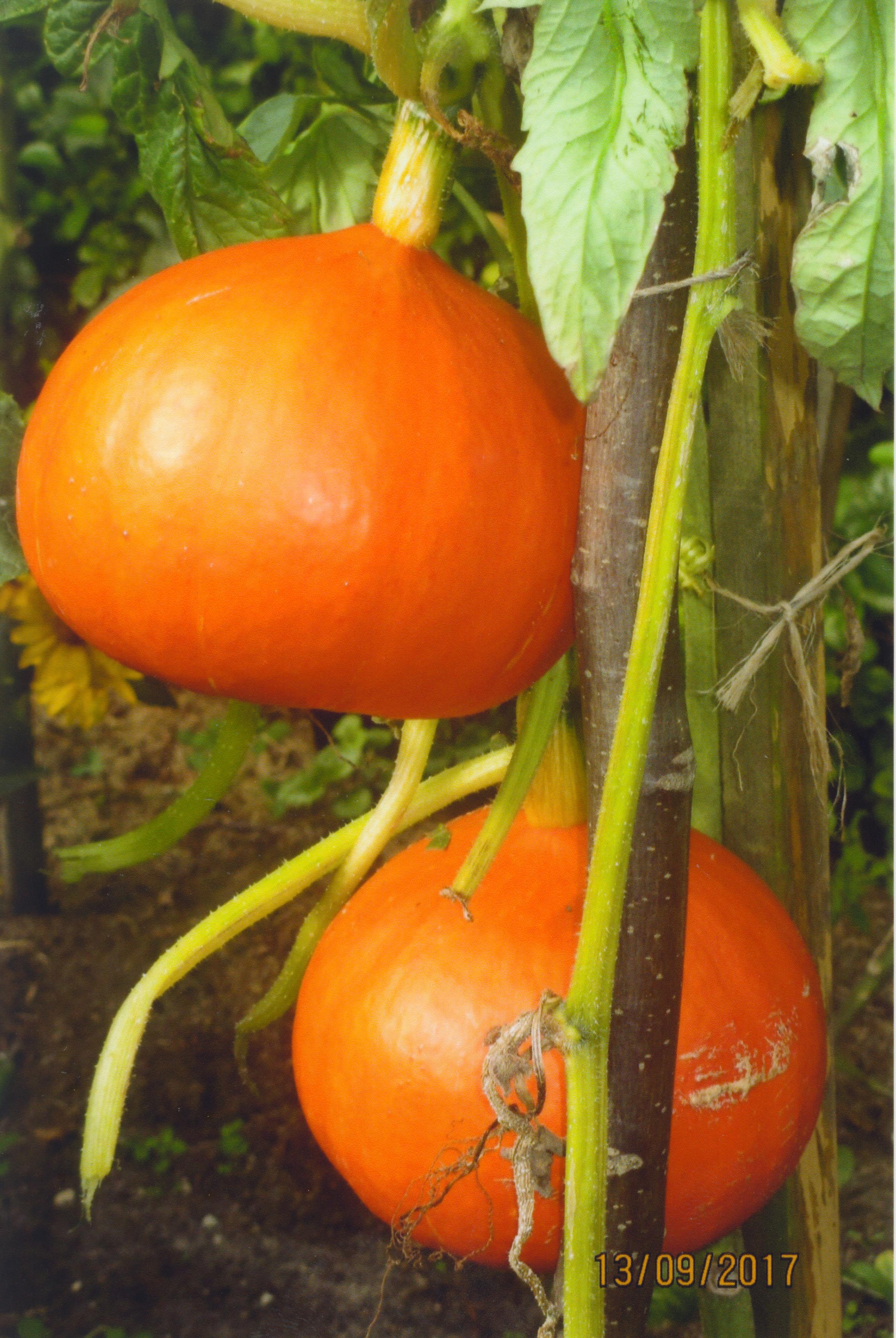 Dynie hoduję na palikach, świetnie rosną.
