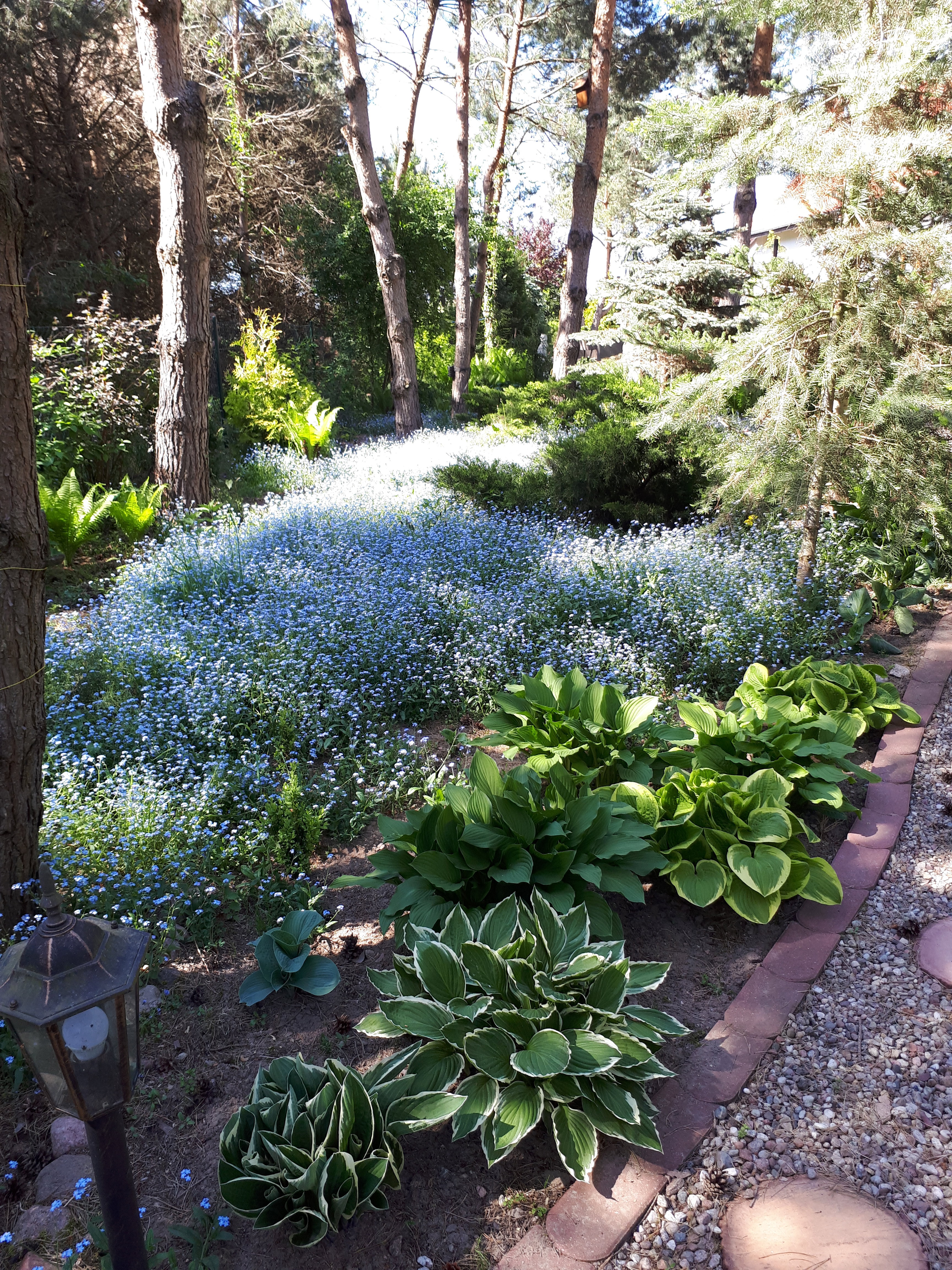 dywan z niezapominajek