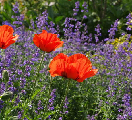 Dzięki jaskrawej barwie i rozłożystych kwiatach nawet kilka maków potrafi ożywić rabatę. (zdj.: Adobe Stock)
