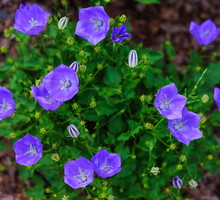 Dzwonek karpacki Campanula carpatica występuje również w innych barwach kwiatów. W sklepach i szkółkach spotkamy również białe dzwonki karpackie. (zdj.: Adobe Stock)