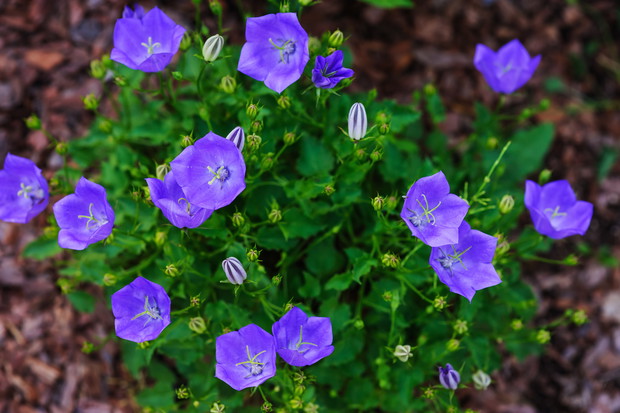Dzwonek karpacki Campanula carpatica występuje również w innych barwach kwiatów. W sklepach i szkółkach spotkamy również białe dzwonki karpackie. (zdj.: Adobe Stock)