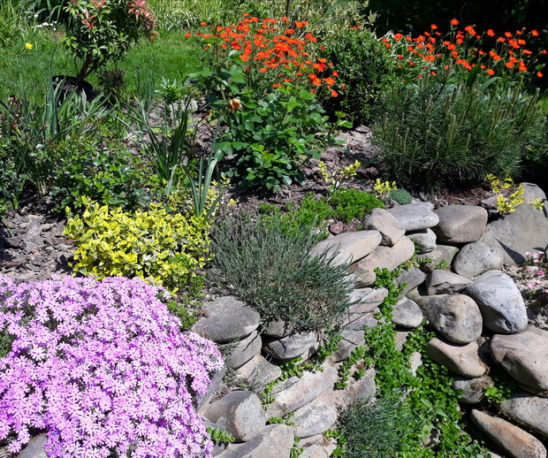 Floks szydlasty i pomarańczowy kuklik