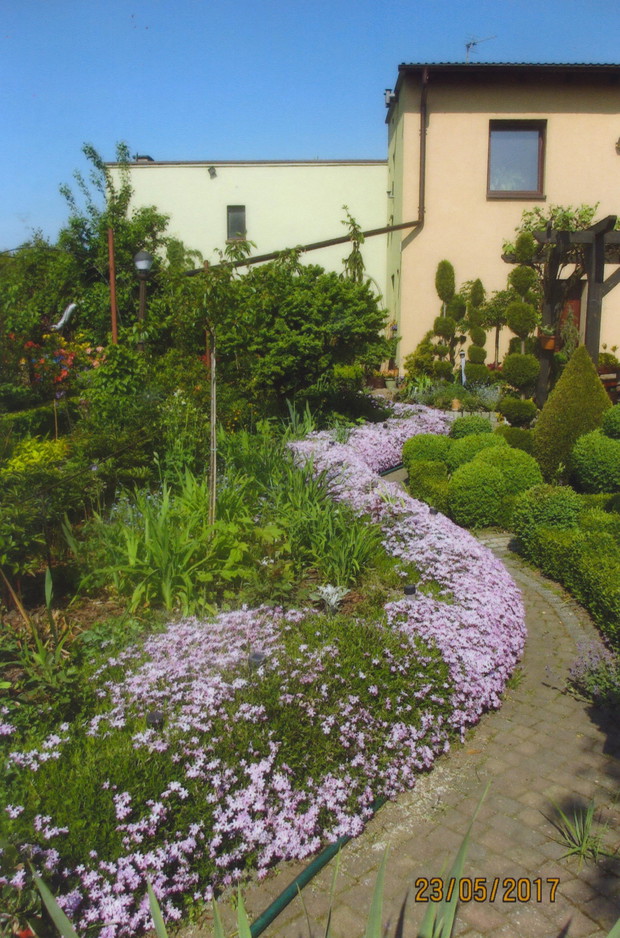 Floksy skrzydlate zdobią ścieżki wiosną.